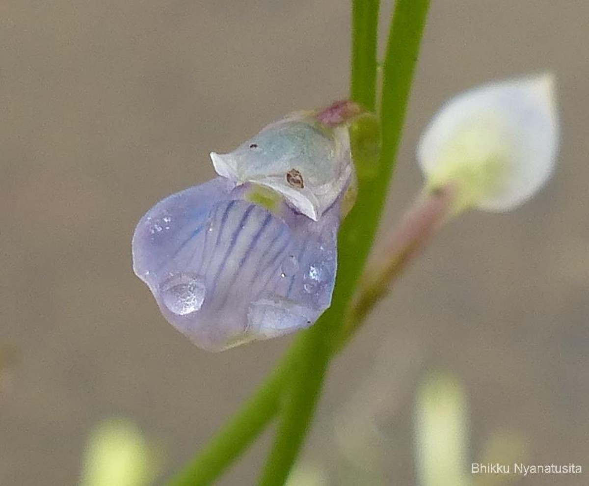 Utricularia uliginosa Vahl